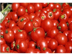 Read more about the article Tomato Ebola: Curbing the Outbreak